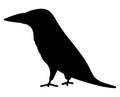 Silhouette of a raven, Black raven icon or logo, crow vector Royalty Free Stock Photo