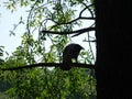 Silhouette of a raven on a tree branch in summer