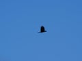 Silhouette of a raven under blue sky Royalty Free Stock Photo