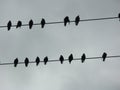 Silhouette of ravens on a telephone wire