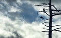 Silhouette of ravens and tree against cloudy sky