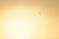 RC glider flying at golden Sunset