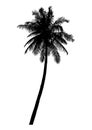 silhouette of realistic coconut tree, natural palm illustration, vector summer sign