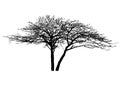 Silhouette of realistic dead tree for halloween decoration