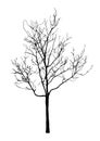 Silhouette of realistic dead tree for halloween decoration