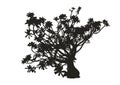 Silhouette of realistic desert rose plant, black adenium vector illustration