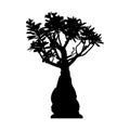 Silhouette of realistic desert rose plant pot, black adenium vector illustration