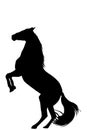 Silhouette of rearing up horse on white background