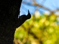 Silhouette of a Red-Bellied Woodpecker Bird Climbing Side of Silhouette of a Tree Trunk