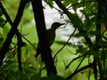 Silhouette of Red-Bellied Woodpecker Bird on Side of Tree Branch