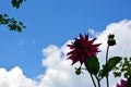 The silhouette of a red Dahlia in close-up against the sky and white clouds. Beautiful summer landscape. Flowering shrubs Royalty Free Stock Photo