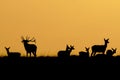 Silhouette of a Red deer Cervus elaphus stag with a group Royalty Free Stock Photo