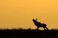 Silhouette of a Red deer Cervus elaphus stag in rutting season on the field of National Park Hoge Veluwe in the Netherlands duri Royalty Free Stock Photo