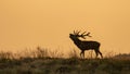 Silhouette of a Red deer Cervus elaphus stag in rutting season Royalty Free Stock Photo