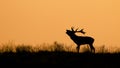 Silhouette of a Red deer Cervus elaphus stag in rutting season Royalty Free Stock Photo