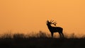 Silhouette of a Red deer Cervus elaphus stag in rutting season Royalty Free Stock Photo