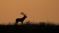 Silhouette of a Red deer Cervus elaphus stag in rutting season Royalty Free Stock Photo