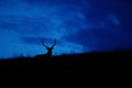Silhouette of red deer stag standing on a hill at night with blue clouds behind Royalty Free Stock Photo