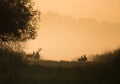 Silhouette of red deer and hinds on meadow Royalty Free Stock Photo