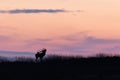 Silhouette of red deer roaring on hill in purple sunset