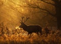 Silhouette of a Red deer stag Royalty Free Stock Photo