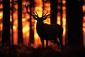 Silhouette of a red deer stag in the forest at sunset Royalty Free Stock Photo