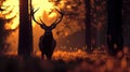 Silhouette of a red deer stag in the forest at sunset Royalty Free Stock Photo