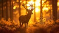 Silhouette of a red deer stag in the forest at sunset Royalty Free Stock Photo