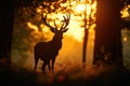 Silhouette of a red deer stag in the forest at sunset Royalty Free Stock Photo