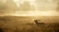 Silhouette of a red deer stag Royalty Free Stock Photo