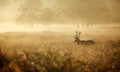 Silhouette of a red deer stag