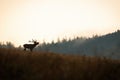 Silhouette of red deer stag roaring on a horizon with sky in background Royalty Free Stock Photo