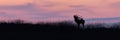 Silhouette of red deer stag roaring on a horizon at sunset. Royalty Free Stock Photo