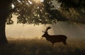 Silhouette of Red deer stag standing under a tree on a misty morning Royalty Free Stock Photo