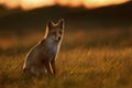 Silhouette of a Red fox at sunset Royalty Free Stock Photo