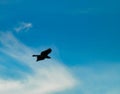 Silhouette of a Red-Tailed Hawk Bird of Prey Raptor as it Soars with a Full Wing Span Open Through the Bright Blue Sky with a Few