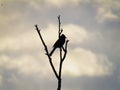 Silhouette red-whiskered bulbul bird Pycnonotus jocosus, or crested bulbul sitting on tree.