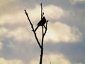 Silhouette red-whiskered bulbul bird Pycnonotus jocosus, or crested bulbul sitting on tree.