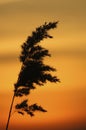 Silhouette of reed against the sunset