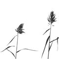 Silhouette of Reed Bush. Vector Illustration Royalty Free Stock Photo