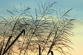Silhouette of a reed flowers on beautiful cloudy sky background