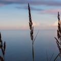 Silhouette of a reed grass against the background of the twilight sea and sky.