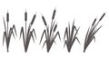 Silhouette of a reed in the grass. Swamp and river plants. Cattail isolated on white background. Vector flat Royalty Free Stock Photo