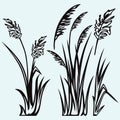 Silhouette reed Royalty Free Stock Photo