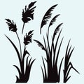 Silhouette reed Royalty Free Stock Photo