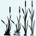Silhouette reed Royalty Free Stock Photo