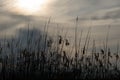 Silhouette of reeds against the sky