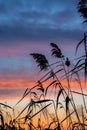 Silhouette of reeds on the background of dawn