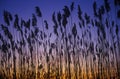 Silhouette of reeds in marsh at sunset, Delaware Bay, DE Royalty Free Stock Photo