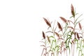 Colored silhouette of reeds, sedge, cane, bulrush, or grass on a white background.Vector illustration. Royalty Free Stock Photo